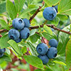 Blueberry vaccinium (mid season) Blueberry vaccinium (mid season)
