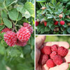 Raspberry Lowberry Collection