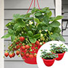Pre-Planted Strawberry Sweet Summer Hanging Baskets