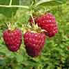 Premium Primocane Raspberry Autumn Bliss