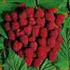 Premium Primocane Raspberry Autumn Bliss
