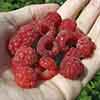 Premium Primocane Raspberry Autumn Bliss