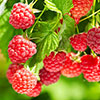 Raspberry Twotimer Sugana Red