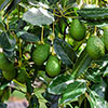 Avocado Tree Hass