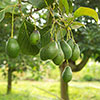 Avocado Tree Hass