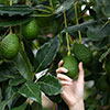 Avocado Tree Hass