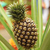 Edible Pineapple Plant