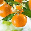 Citrus Mandarin Tree