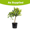 Citrus Mandarin Tree
