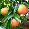Citrus Grapefruit Tree