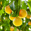 Citrus Grapefruit Tree