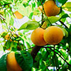 Citrus Grapefruit Tree