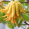 Citrus Buddhas Hand Citrus Buddhas Hand
