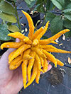 Citrus Buddhas Hand Citrus Buddhas Hand