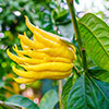 Citrus Buddhas Hand Citrus Buddhas Hand