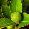 Citrus Calamondin Panama Orange Tree