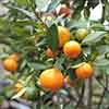 Citrus Calamondin Panama Orange Tree