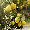 Lemon Citron Tree
