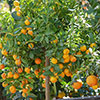 Citrus Calamondin Orange Tree with Fruits