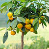 Citrus Calamondin Orange Tree with Fruits