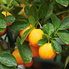 Citrus Calamondin Orange Tree with Fruits