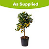 Citrus Calamondin Orange Tree with Fruits