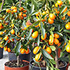Citrus Kumquat Tree with Fruits Citrus Kumquat Tree with Fruits