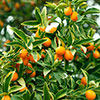 Citrus Kumquat Tree with Fruits Citrus Kumquat Tree with Fruits