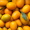 Citrus Kumquat Tree with Fruits Citrus Kumquat Tree with Fruits