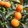Citrus Kumquat Tree with Fruits Citrus Kumquat Tree with Fruits