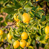 Citrus Lemon Tree with Fruit