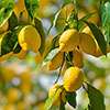 Citrus Lemon Tree with Fruit