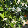 Citrus Lemon Tree with Fruit