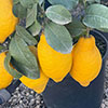 Citrus Lemon Tree
