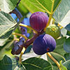 Sicilian Fig Mini Standard