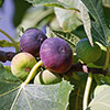 Sicilian Fig Mini Standard