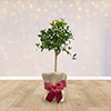 Christmas Gift Wrapped Citrus Mandarin Tree