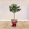 Christmas Gift Wrapped Citrus Lemon Tree Christmas Gift Wrapped Citrus Lemon Tree