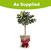 Christmas Gift Wrapped Citrus Lemon Tree Christmas Gift Wrapped Citrus Lemon Tree