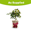 Christmas Gift Wrapped Citrus Orange Tree