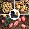 Complete Patio Potato Growing Selection