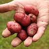 Complete Patio Potato Growing Selection