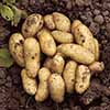 Complete Patio Potato Growing Selection