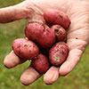 Seed Potato Desiree - Pack of 6 Tubers