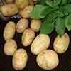 Seed Potato Maris Piper