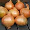 Onion Sets Stuttgart Giant