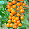 Cherry Tomato Sungold Cherry Tomato Sungold