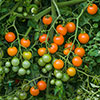 Cherry Tomato Sungold Cherry Tomato Sungold