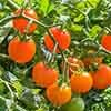 Cherry Tomato Sungold SuperSweet