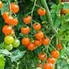 Cherry Tomato Sungold SuperSweet
